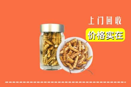 雅安市天全回收散虫草